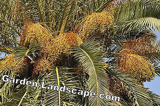 Canary date palm, Phoenix canariensis - Pleieinformasjon + Vekst per år