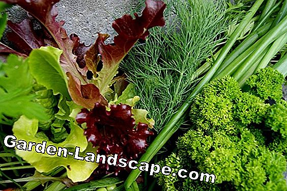 Sett agurker: høsting tips og oppskrifter