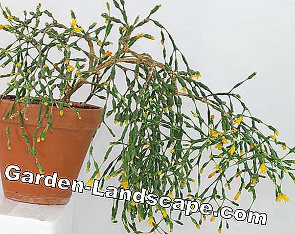 Hatiora salicornioides, Clubbane Cactus - Chăm sóc Mẹo