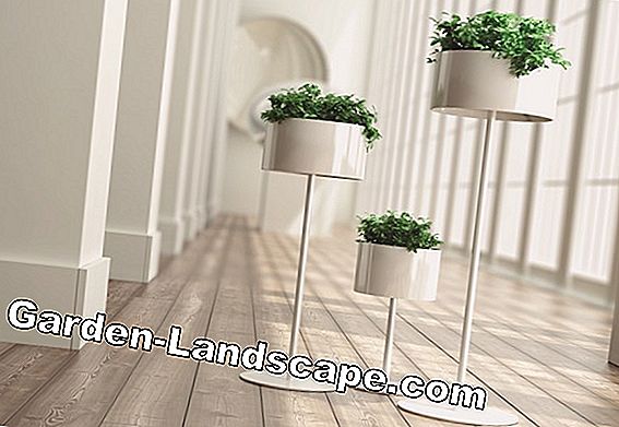 Ideer for innendørs planter - planter for kontorer