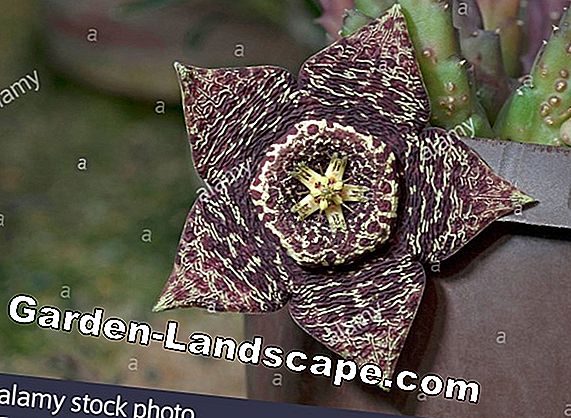 Orbea variegata, Stapelia variegata - vård tips