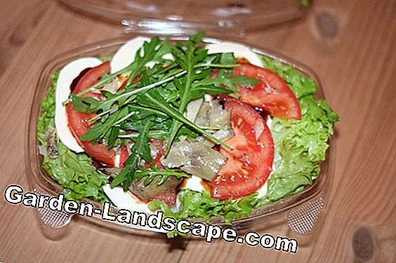Romersk salat