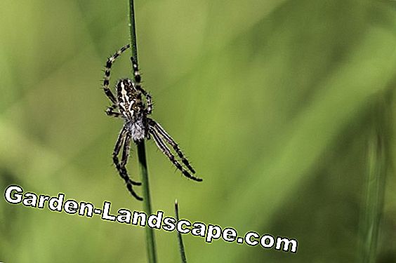 Spider blomst - såing, omsorg og vintering