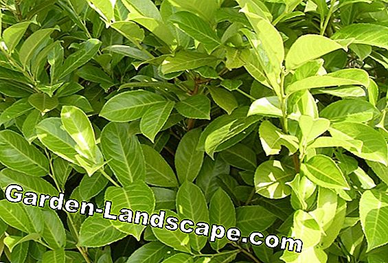 Plante Palisander-treet - slik vokser Jacaranda i karet