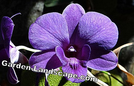 Orhideele Dendrobium - tăierea și propagarea prin crăpături