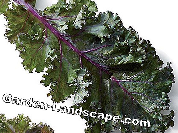 Kale Nutrition Facts - Det är i det