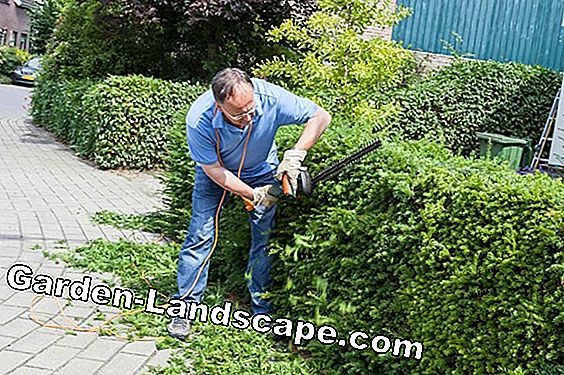 Plantera Thuja som en hedge - instruktioner och vård