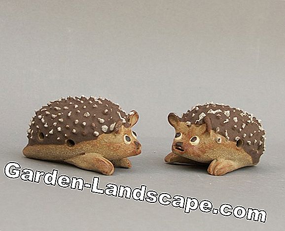 Hedgehog i trädgården - även utan en hare en rolig sak
