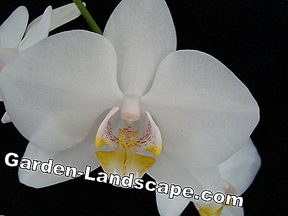 Gödsla orkidéer - när, hur och med vad? De bästa 10 gödselmedel