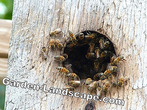 Wild Bee House: Bygga ett Wild Bee Nest - DIY Guide