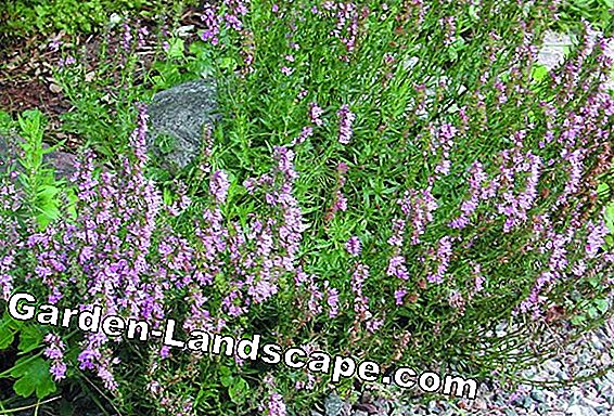 Lavendel - blomningstid och användning av lavendelblommor