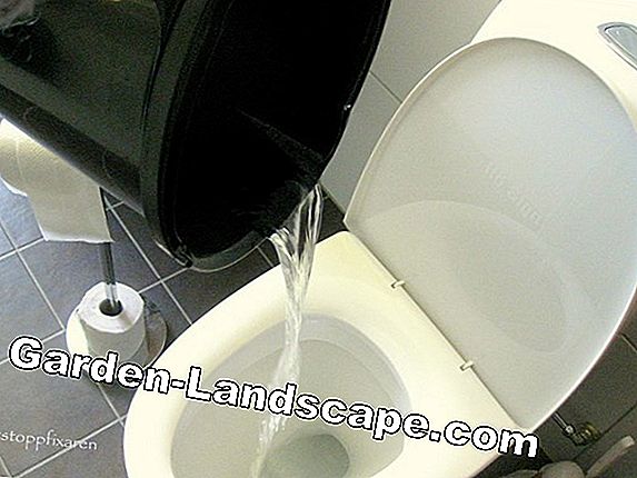 Avkalka tips på toaletten och ta bort urinsten