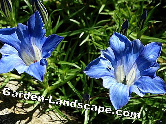 Blå gentian - Vård av blomman, information om blomning och vinning
