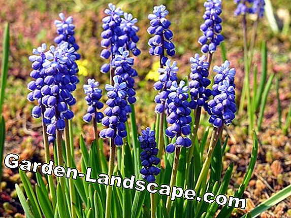 Grape Hyacinth - Planterings- och vårdinstruktioner