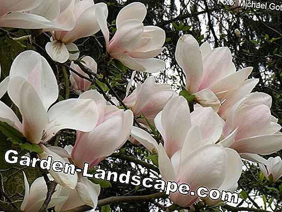Magnolia träd: Stor effekt även i små trädgårdar