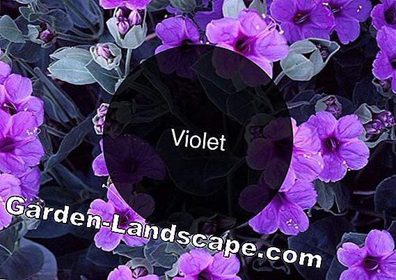 Violets châu Phi - 4 điều dưỡng Mẹo