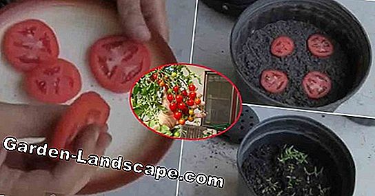 Giữ Clematis trong xô - các mẹo trồng và chăm sóc quan trọng được trình bày