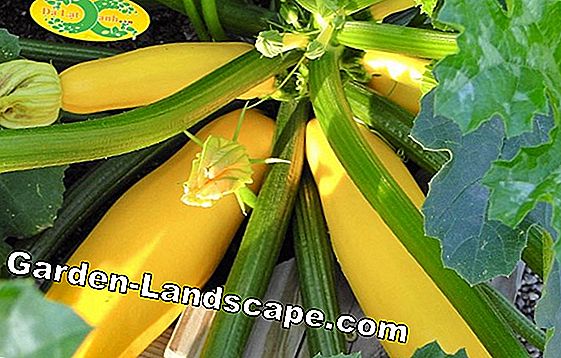 Phát triển zucchini trên ban công hoặc sân thượng và thu hoạch tươi