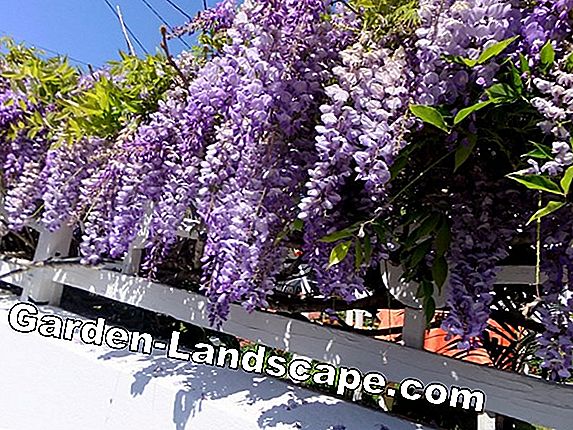 Trồng wisteria - Lời khuyên cho một biển tràn ngập hoa