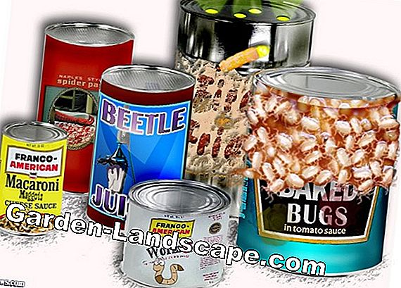 Canned Insect Hotel - hướng dẫn và mẹo