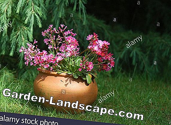 Bitterroot, Porcelain Roses, Lewisia cotyledon - Hướng dẫn điều dưỡng