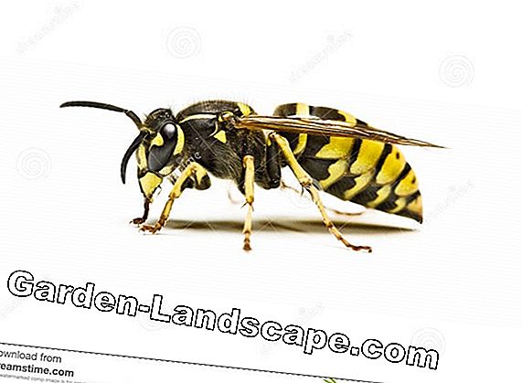 Wasp Sting Dị ứng: Triệu chứng & Sơ cứu - Điều trị
