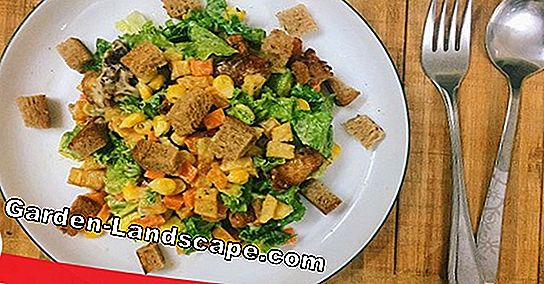 Salad bí ngô nướng với đậu, củ cải đường và quả hồ trăn