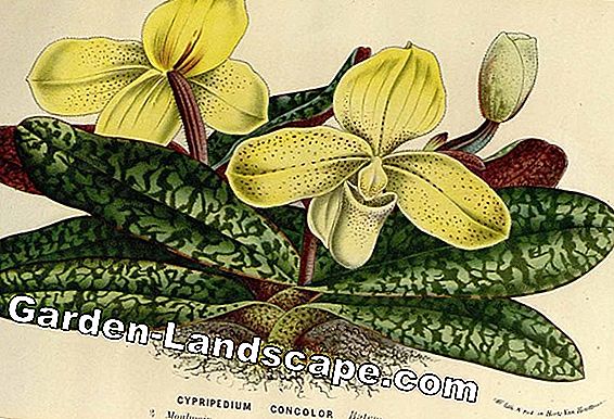 Chăm sóc Hydrangea - giống, thực vật, phân bón và cắt