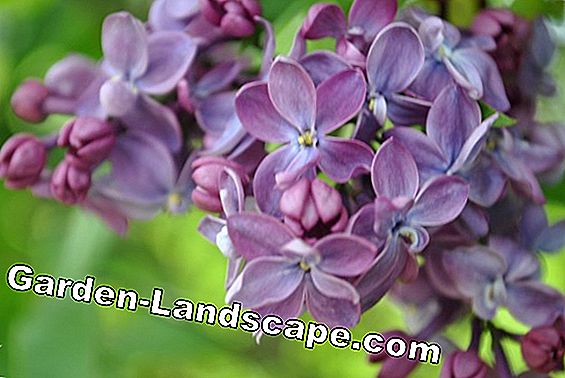 Lilac: đồ trang sức bình thơm