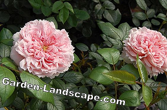 Hoa hồng gốc - trồng, chăm sóc, tinh chế và mùa đông