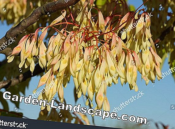 Tree of Gods, Ailanthus altissima - Đặc điểm & Chăm sóc trong vườn