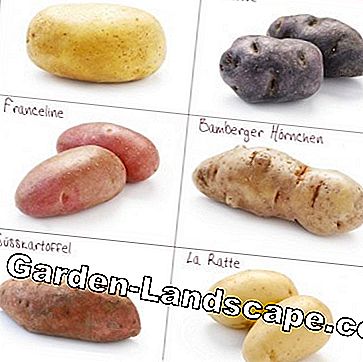 Potatisorter i Tyskland - Förteckning över sorter