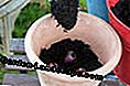 Subsequently, more soil is poured into the pot