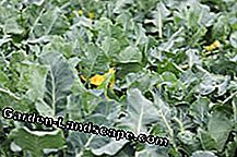 Aspargesallad - En kinesisk odlad växt