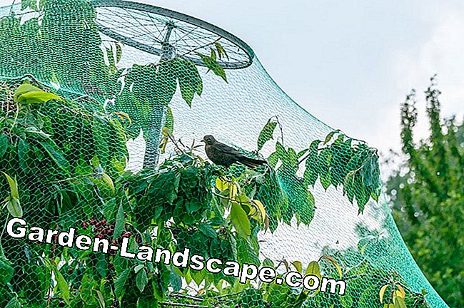 Lutte contre la mouche des fruits des cerises - Comment se débarrasser des asticots dans les cerises - cerises Filet insecte mouche cerise