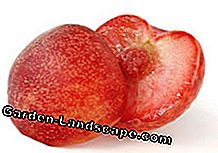 Pflaumikose - trồng trọt và chăm sóc giống trái cây ngon