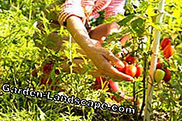 Tomatplantningstips