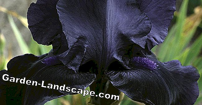 5 Bloemen met zwarte bloemen