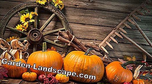 Bring rustic items in the fall decoration