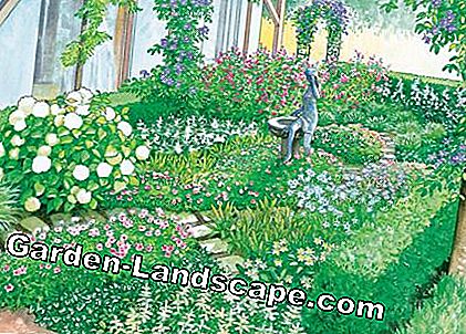 Jardín de boj con cranesbill
