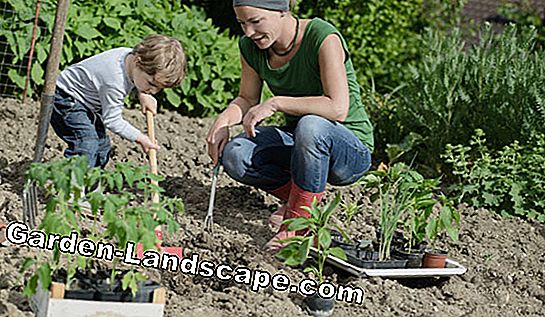 Make gardening and gardening fun for children - (children) Gardening for little children