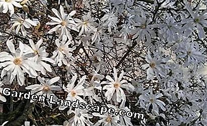 En stjerne magnolia
