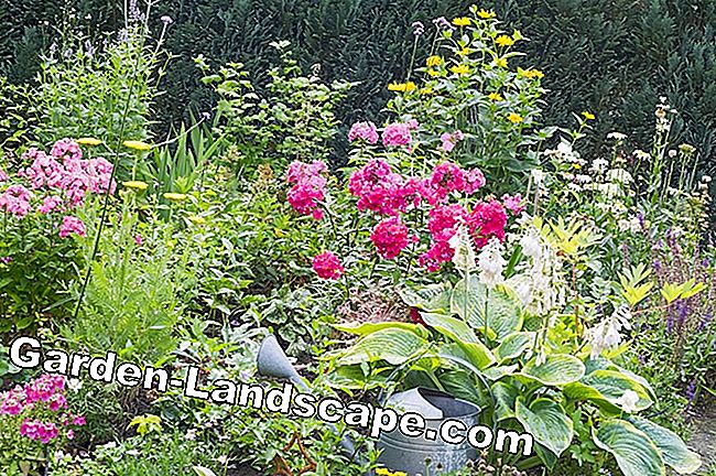 Jardin de style scandinave - Trucs et suggestions - scandinave Jardin scandinave mis en place - parterre de vivaces