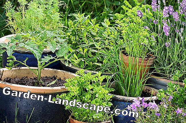 Jardin de style scandinave - Trucs et suggestions - vous Ameublement de jardin scandinave - jardin d'herbes aromatiques