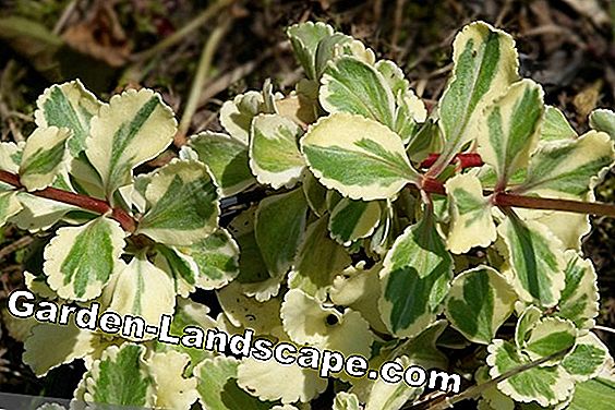 Gulddroppe, Chiastophyllum Oppositifolium - Vårdinformation