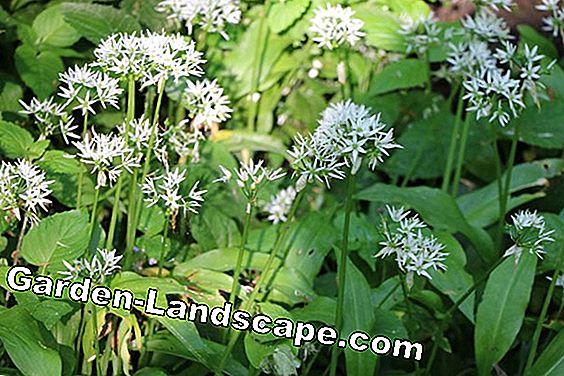 baerlauch blomster spiselige