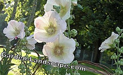 Hollyhock Alcea rosea