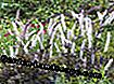 Srebrna svijeća (Actaea, staro: Cimicifuga)