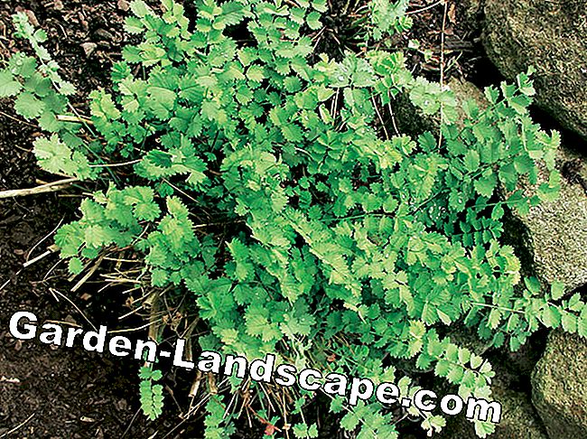 Hardy hierbas herbáceas: hojas