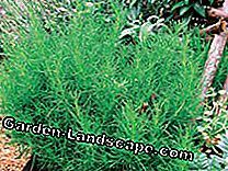 Hardy hierbas herbáceas: como